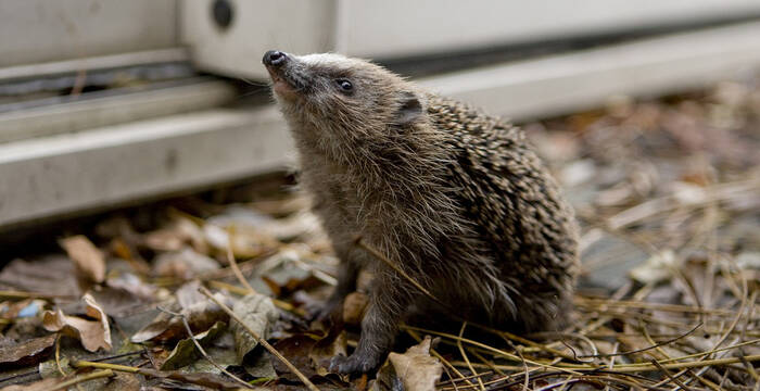 Igel