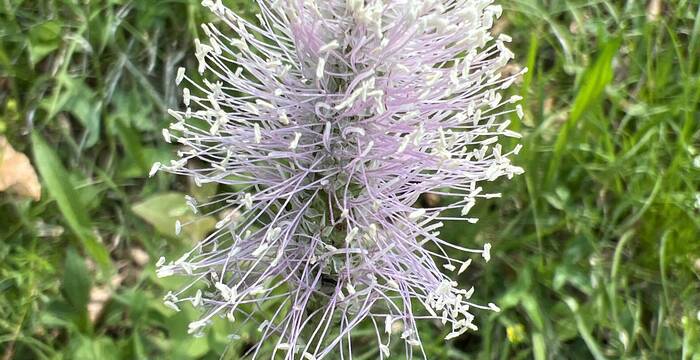 Detailaufnahme Blüte
