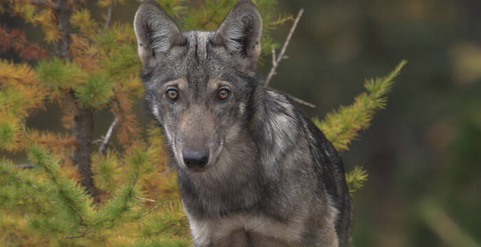 Jungwolf