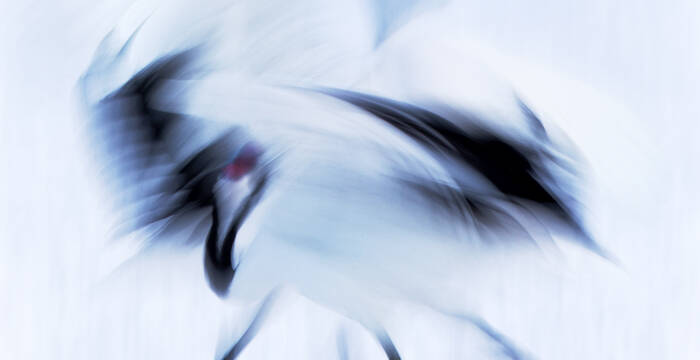 (Hokkaido): Typischer Balztanz der Mandschurenkraniche auf der Insel Hokkaido, Japan. Dies ist eines der ersten Fotos, die Jiří Hřebíček mit der ICM-Technik gemacht hat. © Jiří Hřebíček 