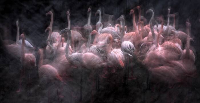 (Zoo Basel, Flamingos): Aufnahme von Flamingos im Basler Zoo. Die Vögel sind ein gutes Motiv, um mit ICM-Techniken zu experimentieren. © Jiří Hřebíček