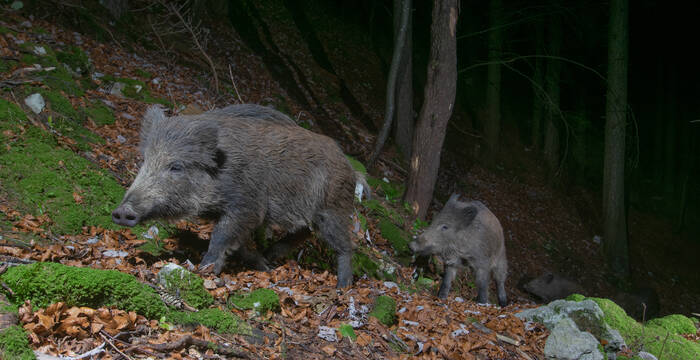 Wildschweine