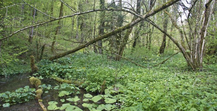 Auenwald an der Birs