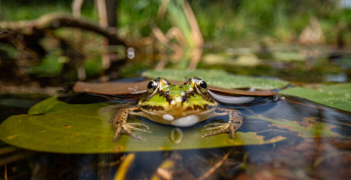 Wasserfrosch