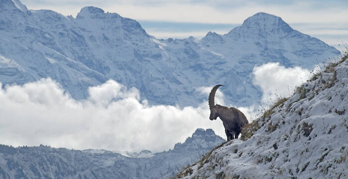 Steinbock vor Alpenpanorama