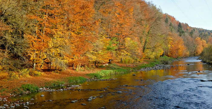 Arbres aux couleurs de l'automne