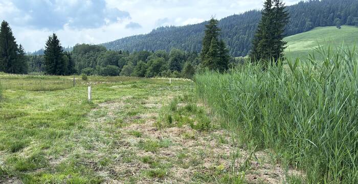 Der Prügelweg Im äusseren Bann war für die Landwirte nicht mehr nutzbar. Er wurde tiefer gelegt, um eine längere Haltbarkeit zu gewährleisten. Anfang Juli 2025 beginnt die Vegetation auf dem neuen Weg wieder zu wachsen, der bald nicht mehr zu sehen sein wird. © Bastien Amez-Droz