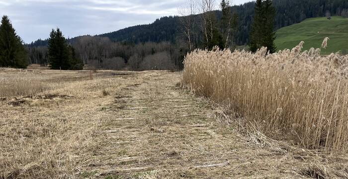 Der Prügelweg Im äusseren Bann war für die Landwirte nicht mehr nutzbar. Er wurde tiefer gelegt, um eine längere Haltbarkeit zu gewährleisten. Anfang Juli 2025 beginnt die Vegetation auf dem neuen Weg wieder zu wachsen, der bald nicht mehr zu sehen sein wird. © Pro Natura – Bastien Amez-Droz