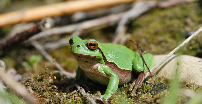 Der Europäische Laubfrosch war einst entlang aller grossen Mittellandflüsse zu hören. Heute ist er weitgehend verschwunden. Im unteren Reusstal konnte er nur dank intensivem Einsatz zum Schutz der letzten Lebensräume erhalten bleiben. © Christoph Flory / Pro Natura Aargau.