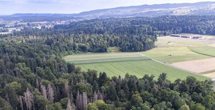 Matteneich aus der Vogelperspektive