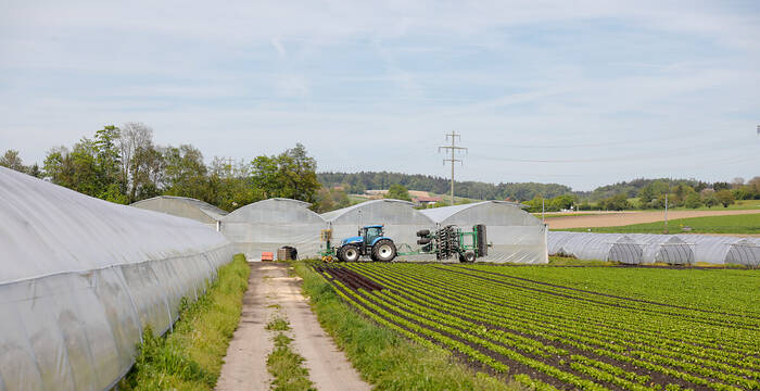 Intensive Landwirtschaft im Seeland zwischen Kerzers und Kraftwerk Hagneck.