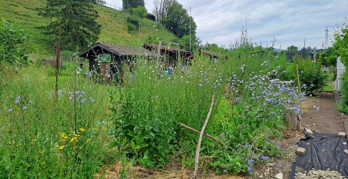 Naturbelassene wilde Ecken im Garten ziehen Igel und andere Wildtiere an.