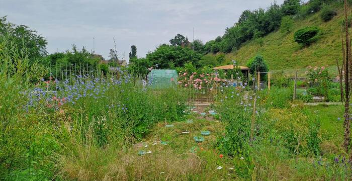 Im Hintergrund das Pro Natura Schutzgebiet Hagnau: Die Böschungen mit Trockenweiden sind selten gewordene Lebensräume.