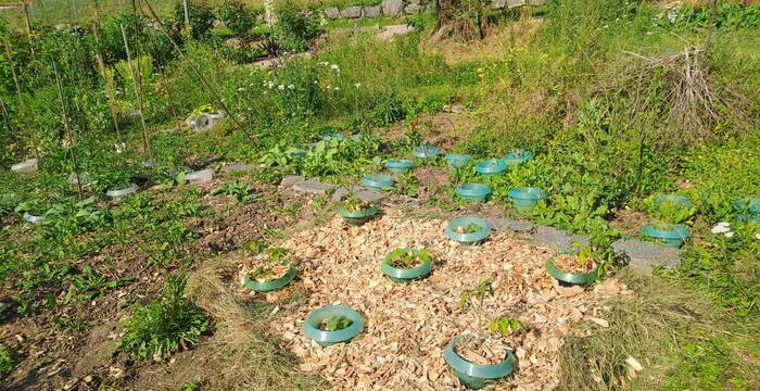 Nutzgarten - auch Gemüseanbau ist im naturnahen Garten möglich.
