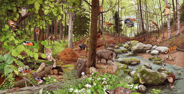 Illustration des Lebensraum Wald in der Schweiz