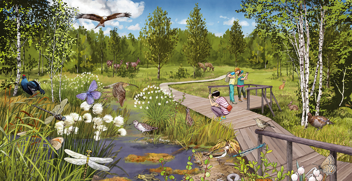 Illustration des Lebensraum Hochmoor