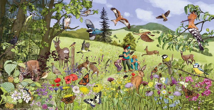 Illustration einer artenreichen Blumenwiese