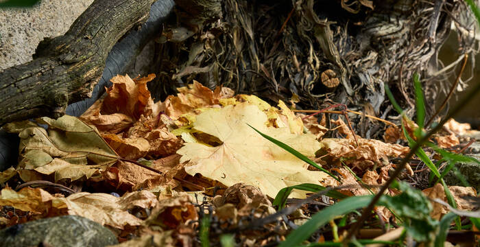 Garten einwintern Laub
