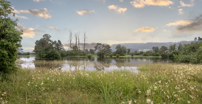 Übergangsräume zwischen Wasser und Land sind wertvolle Lebensräume.
