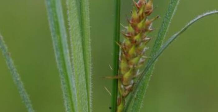 Behaarte Segge (carex hirta)