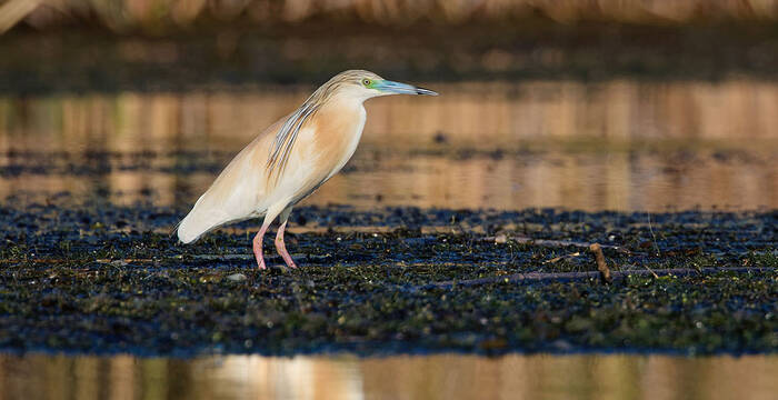 Rallenreiher im Donaudelta