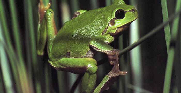 Laubfrosch
