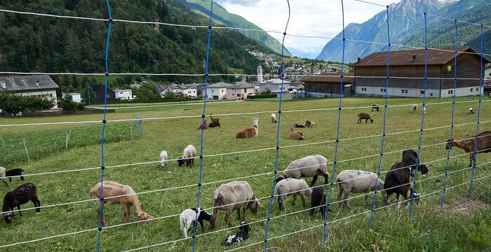 Herdenschutz in Poschiavo