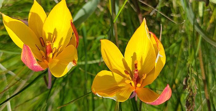 südliche Tulpe_cr_Ralph Manz