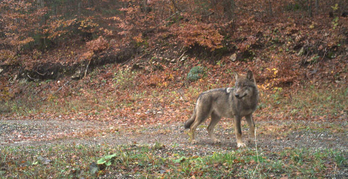 Fotofalle Wolf