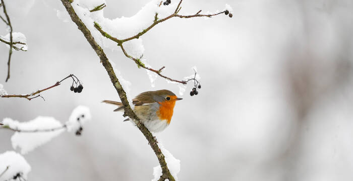 Tagesexkursion Pro Natura aktiv: Farbtupfer im Winter - Frühjahr im Aargauer Jura