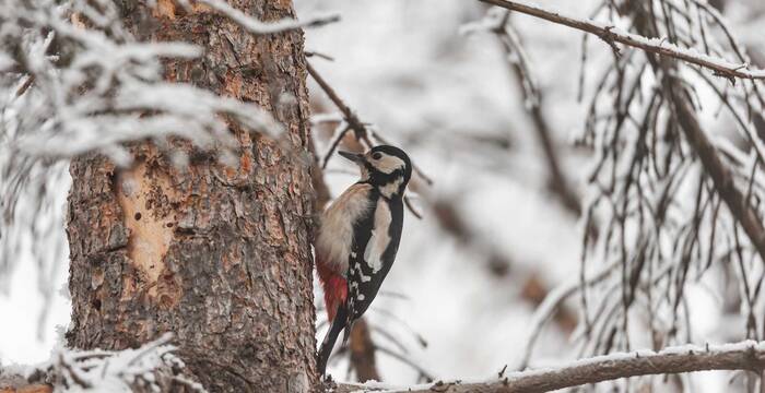 Tagesexkursion Pro Natura aktiv: Friedlich schläft der Winterwald bei Davos-Wolfgang