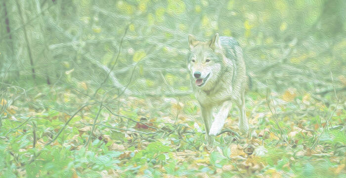 Wolf im Wald, verfremdet