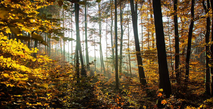 Herbstlicher Buchenwald im Waadtländer Jura