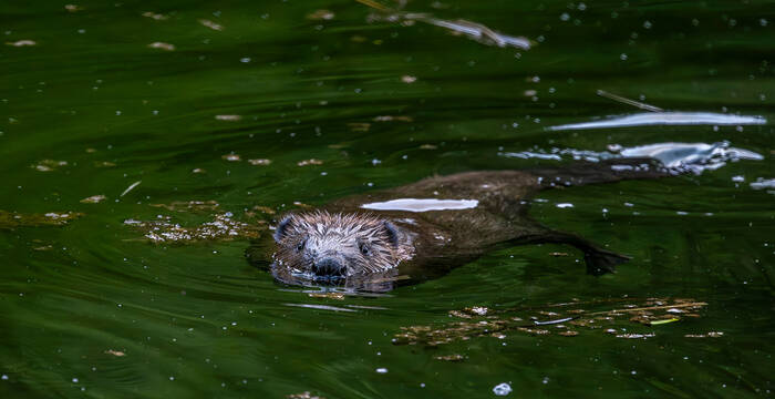 Tagesexkursion Pro Natura aktiv: Auf den Spuren der Biber am Pfäffikersee ZH