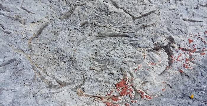 Fossiles par Rut Mayo