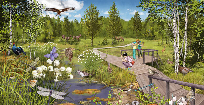 Illustration des Lebensraum Hochmoor