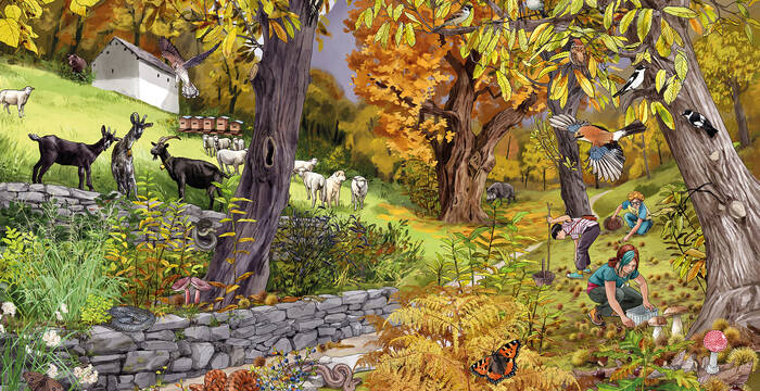 Illustration des Lebensraum Tessin mit diversen Tieren und Pflanzenarten