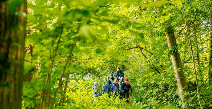 Un arbre des maisons