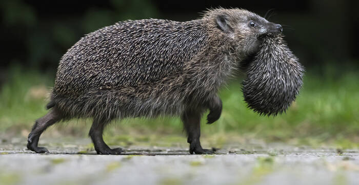 Eine Igelmutter transportiert ihr Jungtier in ein neues Versteck. Wahrscheinlich wurde sie am alten Ort gestört. © Biosphoto / Ronald Stiefelhagen