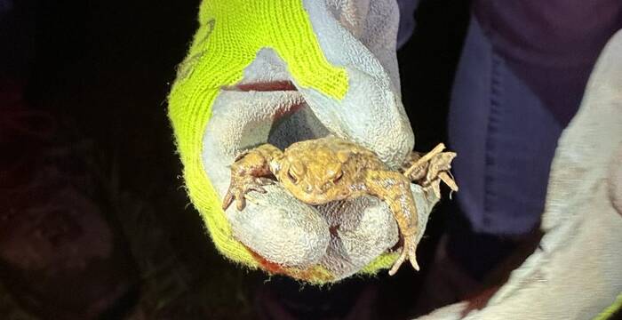 Sauvetage crapaud commun