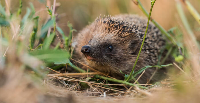 Igel (erinaceus europaeus) 