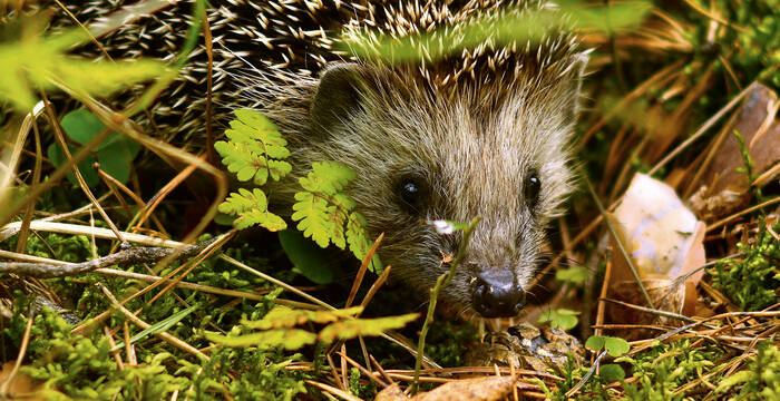 Igel im Gras 