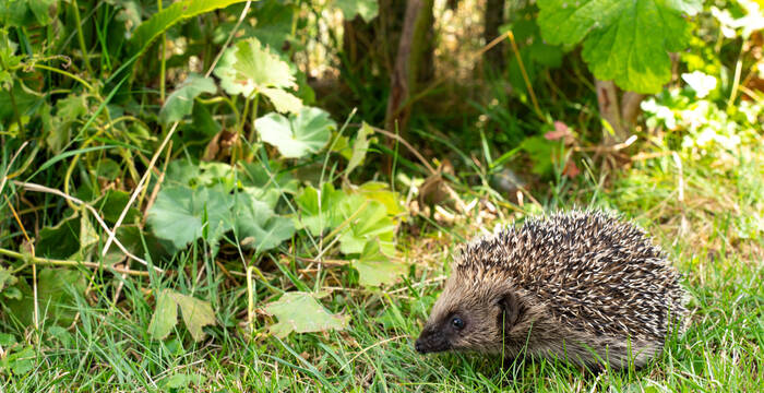 Igel unterwegs