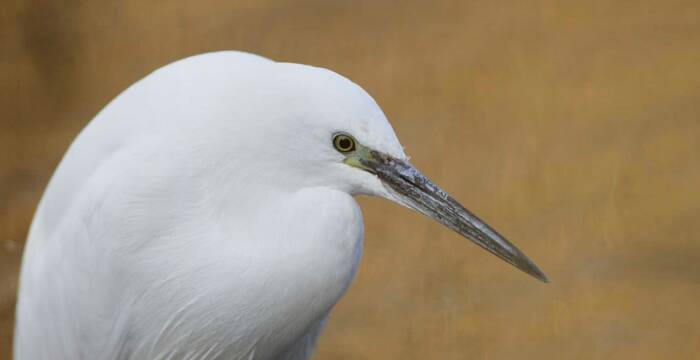 Aigrette garzette
