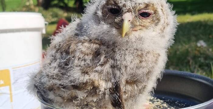 Ein junger Waldkauz wird beim Beringen gewogen.