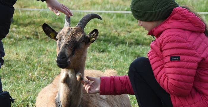 Chèvre à la ferme