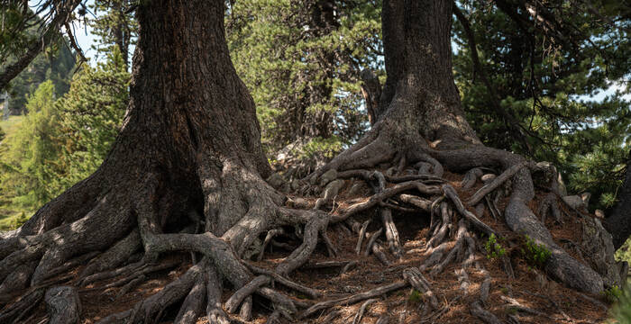 Baumwurzeln