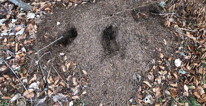 Ameisenhaufen mit Grablöchern