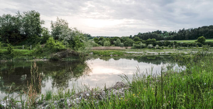 Blick auf einen Weier im Pro Natura Schutzgebiet Auried FR