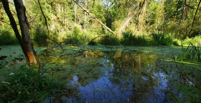 Bibersee Marthalen